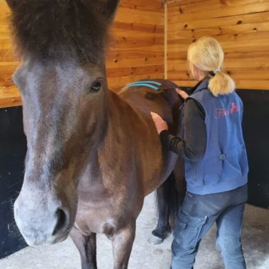 Behandlar hästens kropp med genuin svensk hästmassage, laser och el-terapi.